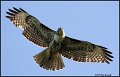 6334 red-tailed hawk